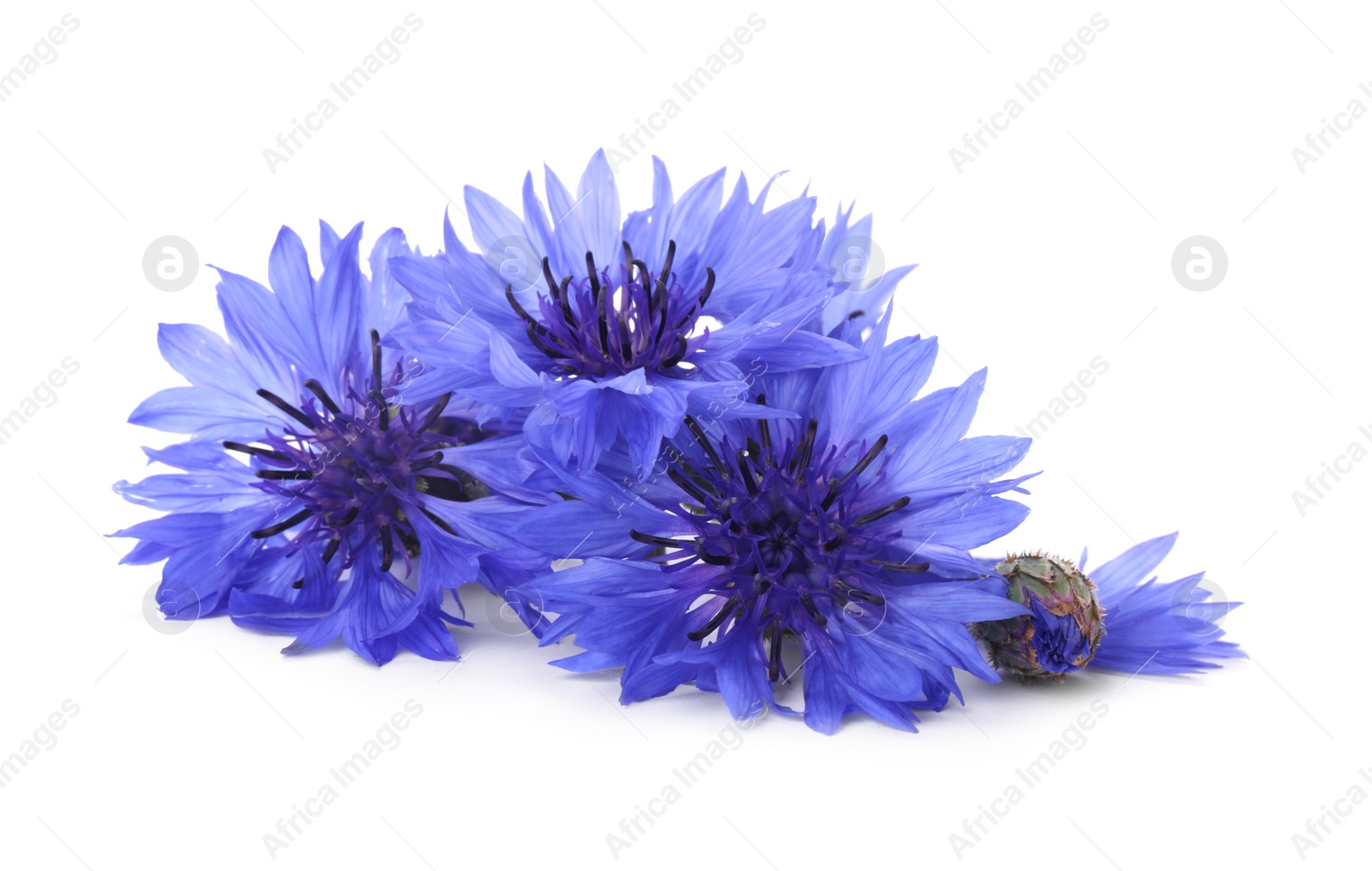 Photo of Beautiful light blue cornflowers isolated on white