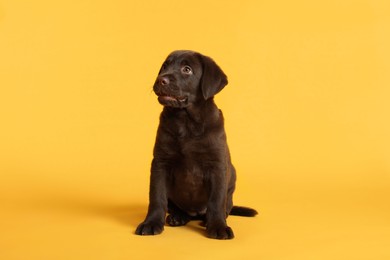 Photo of Cute chocolate Labrador Retriever puppy on yellow background