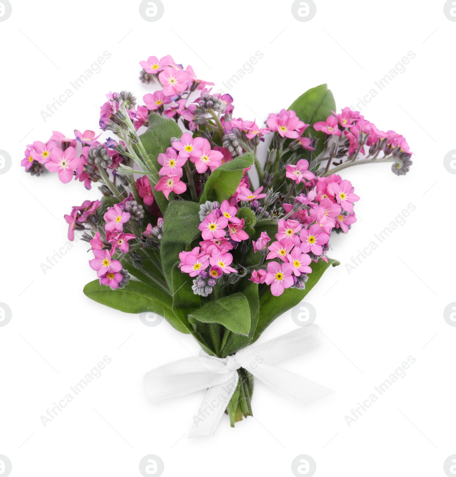 Photo of Bouquet of beautiful pink Forget-me-not flowers on white background, top view