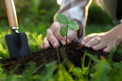 Woman planting young tree in garden, closeup