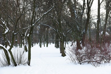 Photo of Many trees and snow in winter park