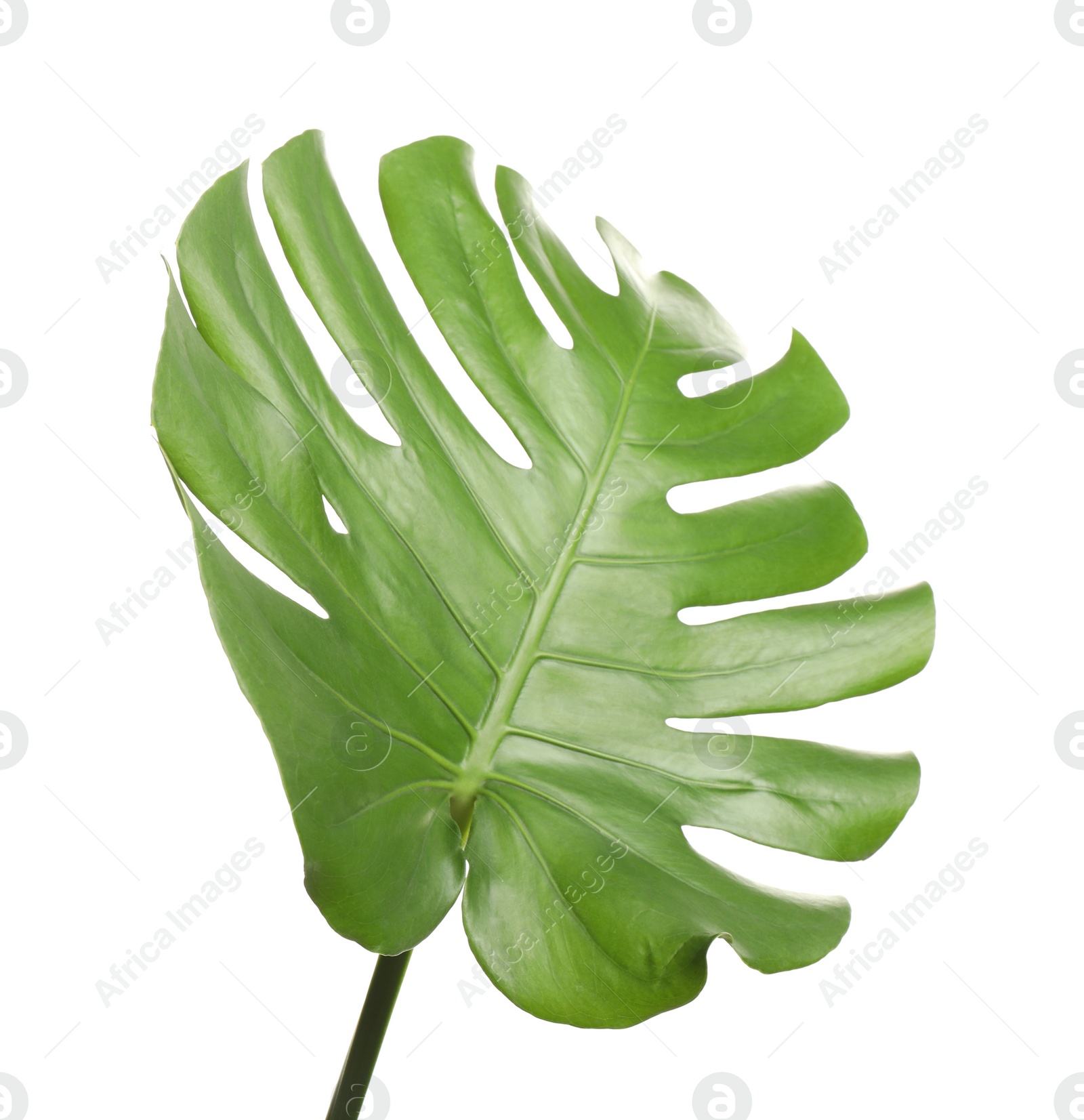 Photo of Fresh green tropical leaf isolated on white