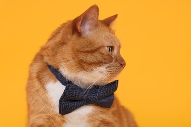 Photo of Cute cat with bow tie on yellow background