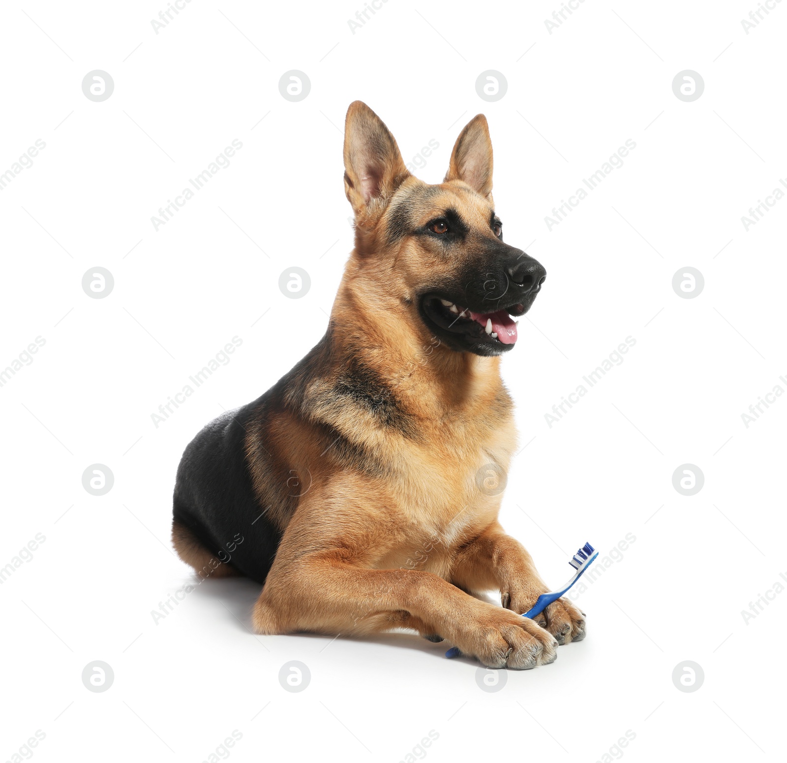 Photo of Cute German shepherd dog with toothbrush on white background. Pet care