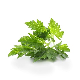 Fresh green parsley on white background