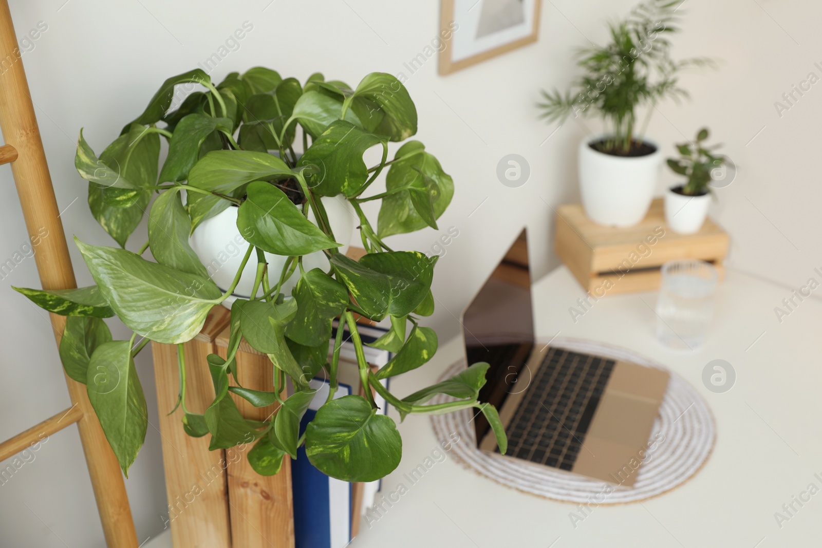 Photo of Beautiful houseplant and books near laptop on table indoors. Space for text