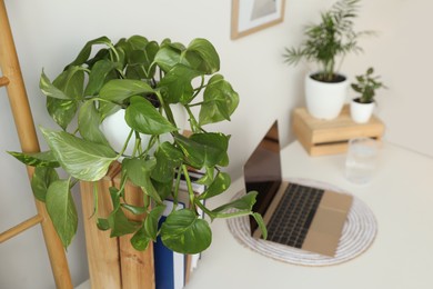 Photo of Beautiful houseplant and books near laptop on table indoors. Space for text