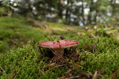 Photo of Russula mushroom growing among green grass in forest