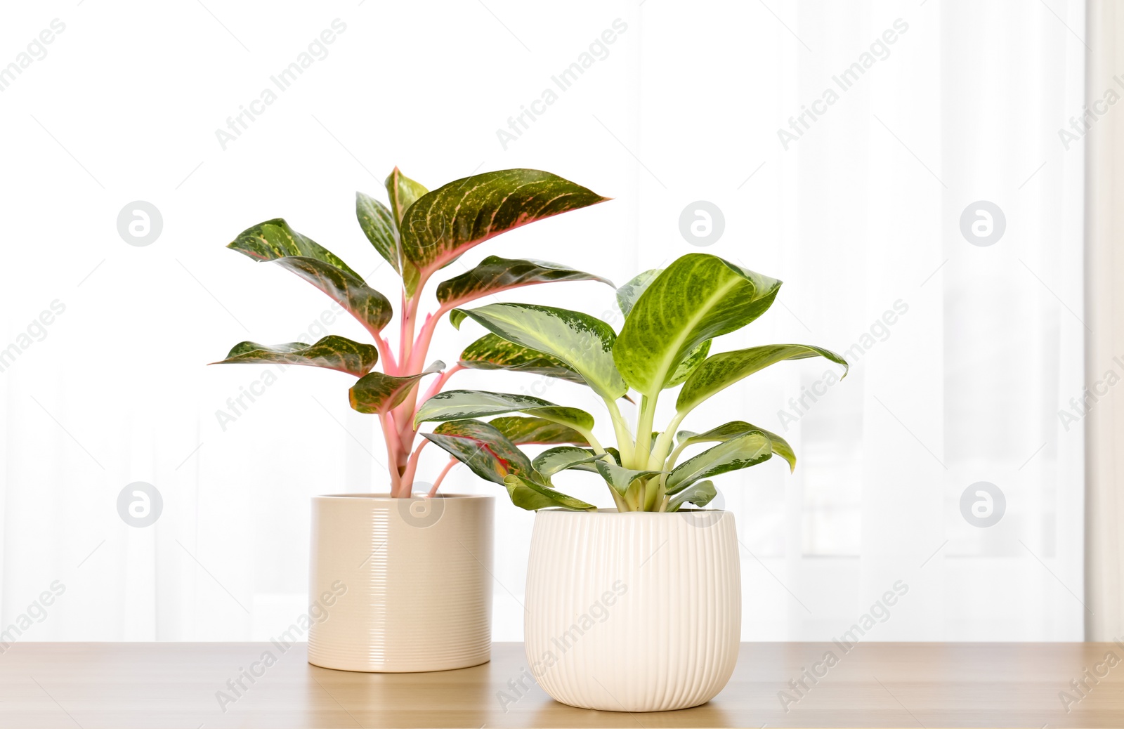 Photo of Beautiful houseplants on wooden table near window indoors