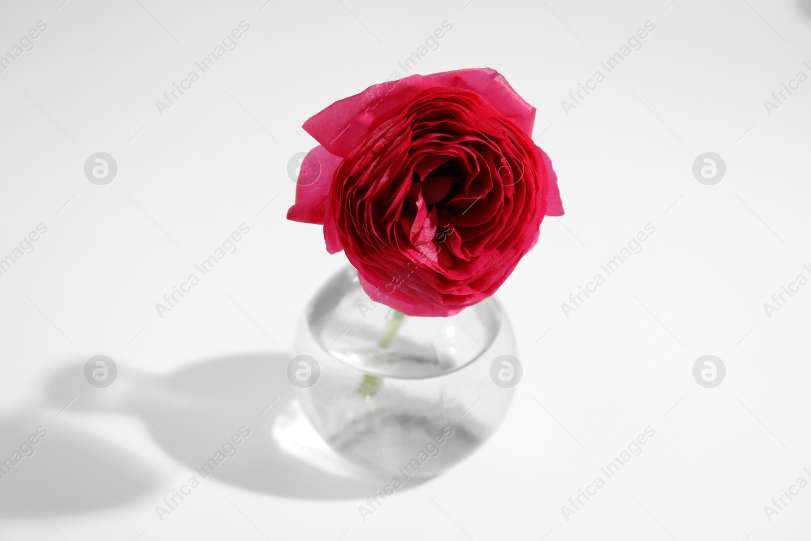 Photo of Beautiful ranunculus flower in vase on white background