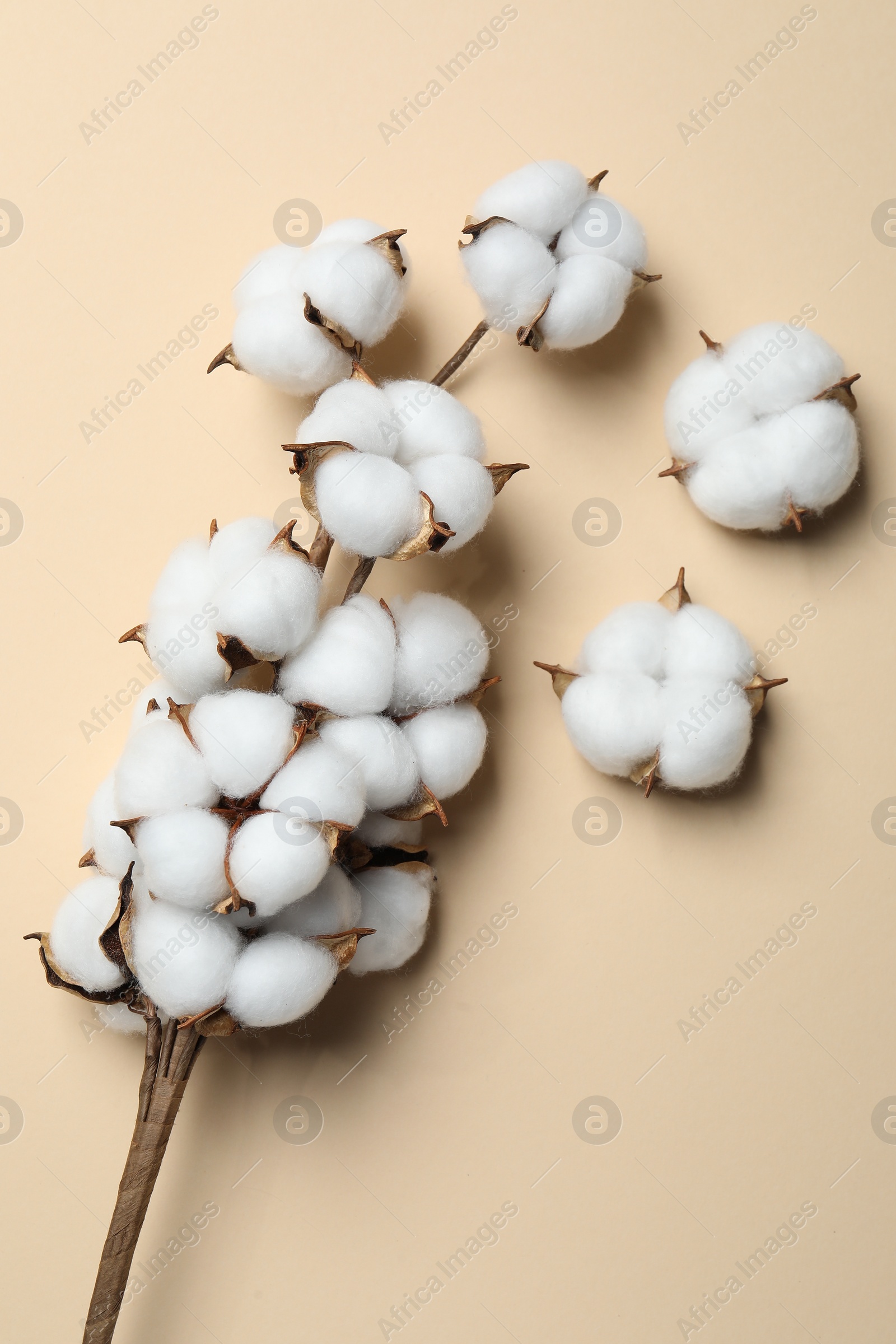 Photo of Beautiful cotton branch with fluffy flowers on beige background, flat lay