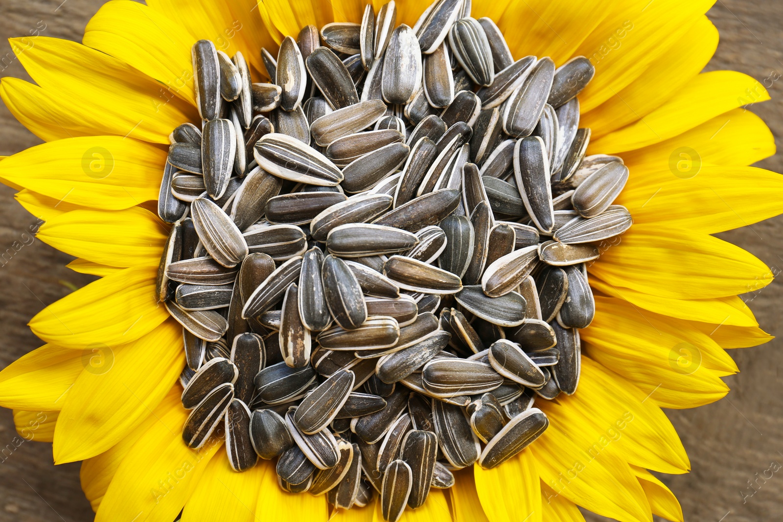 Photo of Sunflower seeds in flower on wooden table, closeup