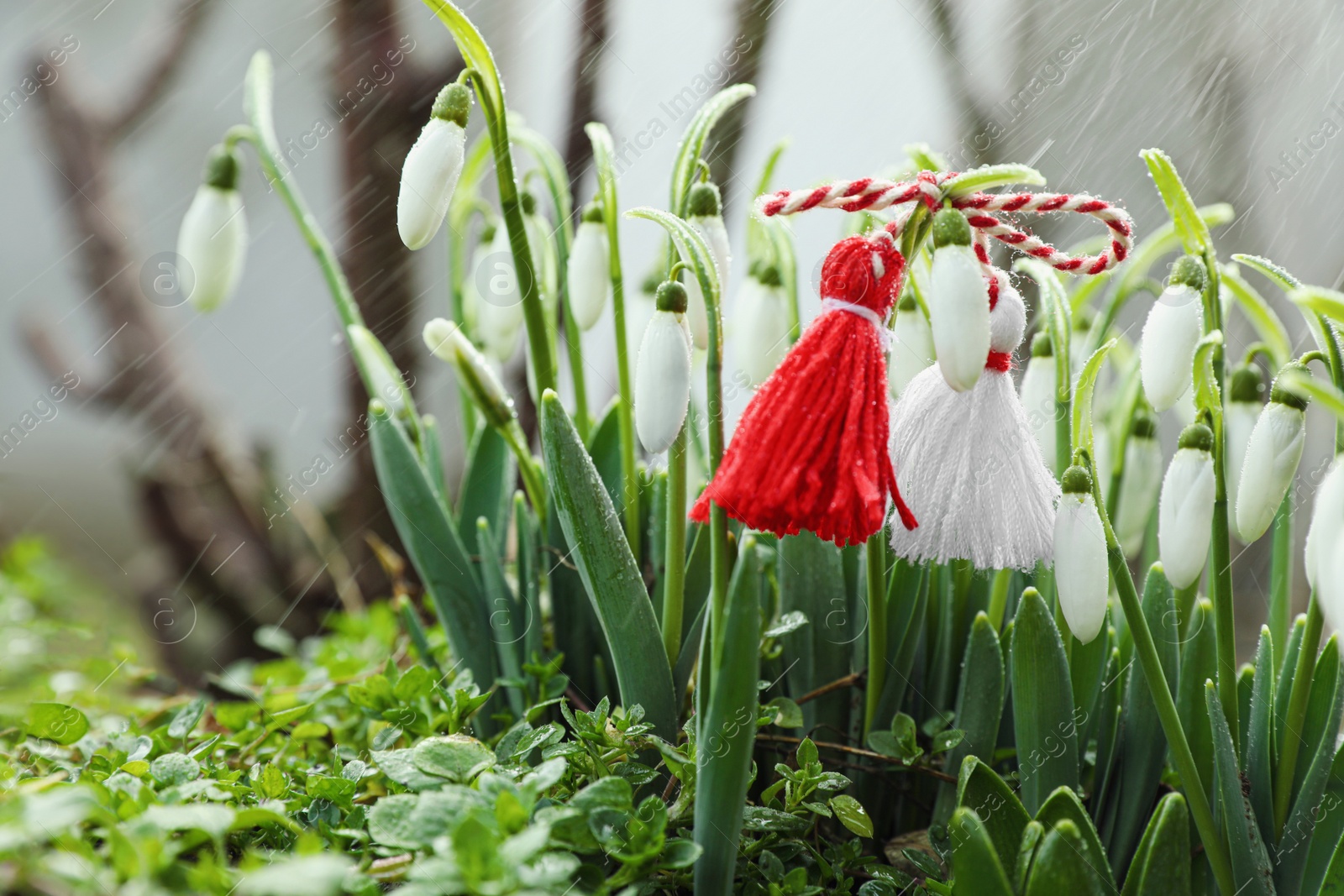 Photo of Traditional martisor and beautiful snowdrops outdoors. Symbol of first spring day