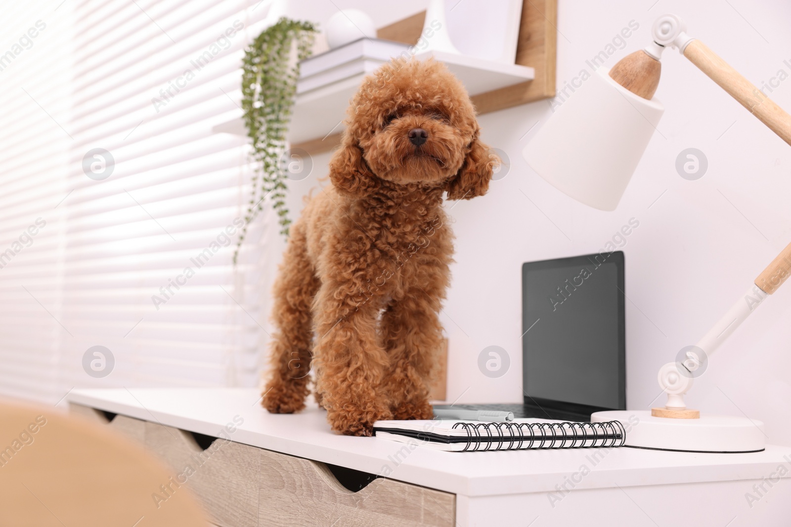 Photo of Cute Maltipoo dog on desk near laptop at home