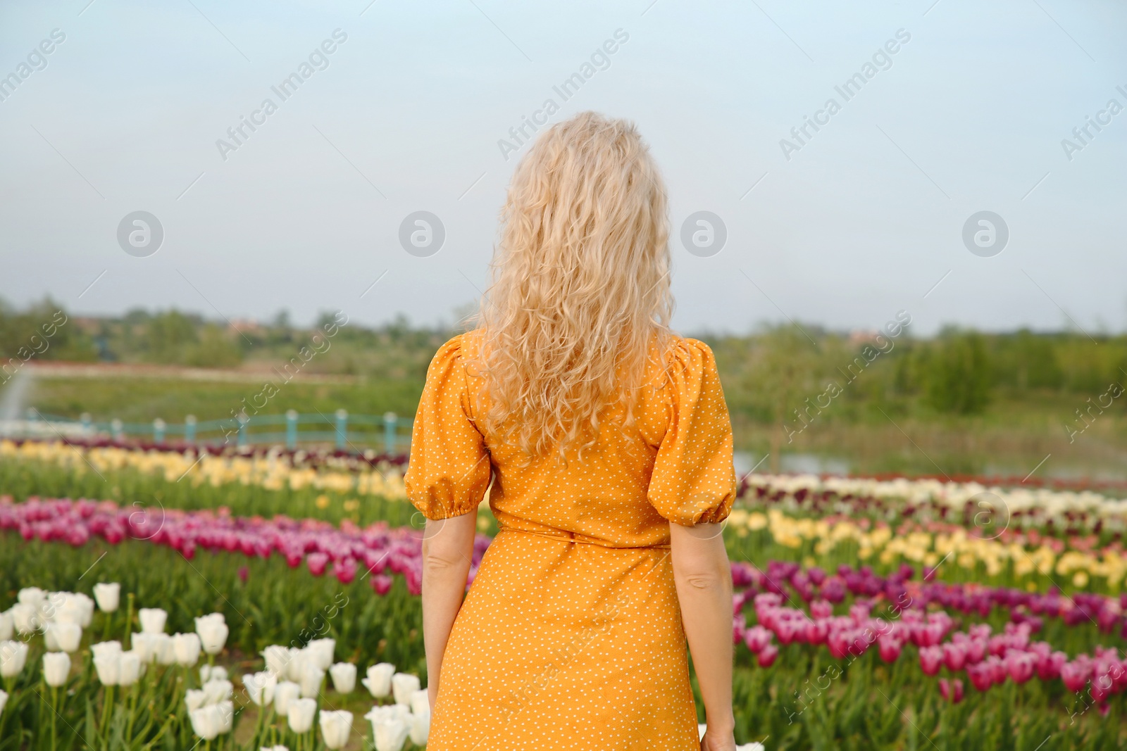 Photo of Woman in beautiful tulip field, back view