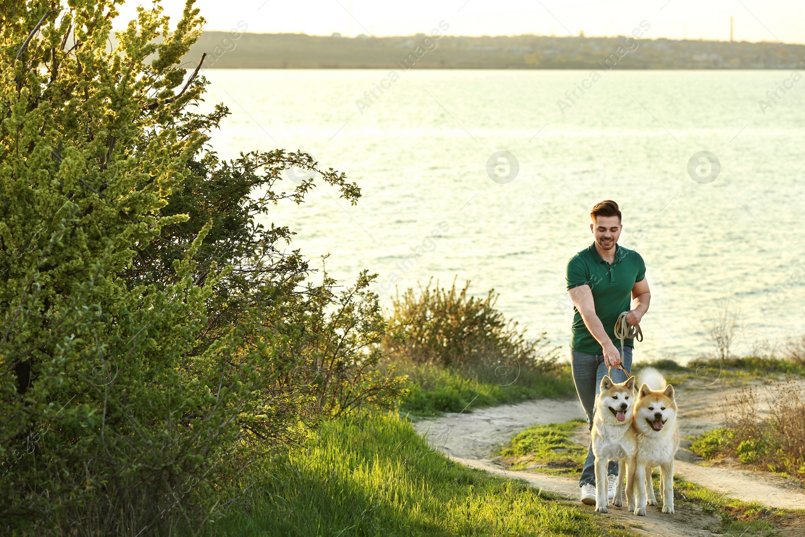 Photo of Young man walking his adorable Akita Inu dogs near river