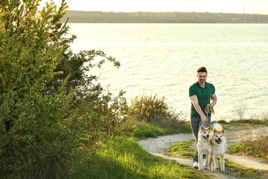 Young man walking his adorable Akita Inu dogs near river