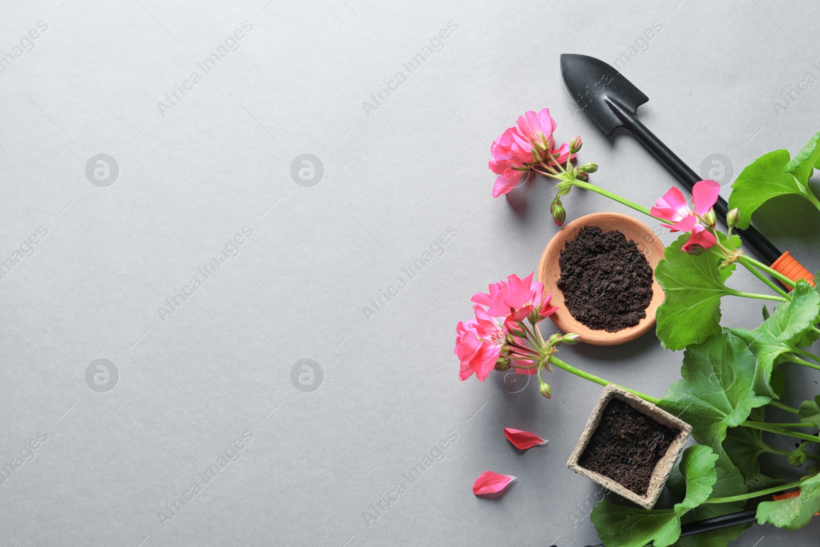 Photo of Flat lay composition with gardening tools and plant on grey background