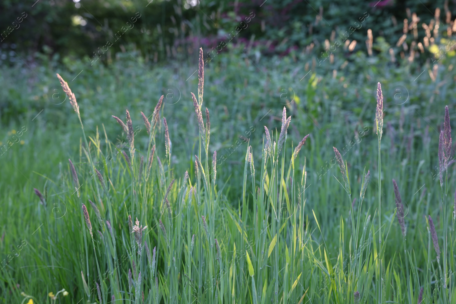 Photo of Beautiful view of green grass in park