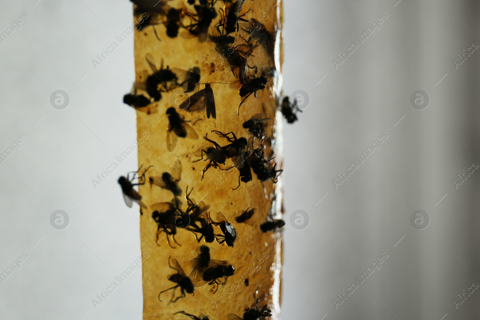 Photo of Sticky insect tape with dead flies on blurred background, closeup