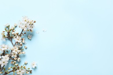 Photo of Cherry tree branches with beautiful blossoms on turquoise background, flat lay. Space for text