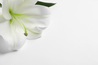 Photo of Beautiful lily flower on white background, closeup. Space for text