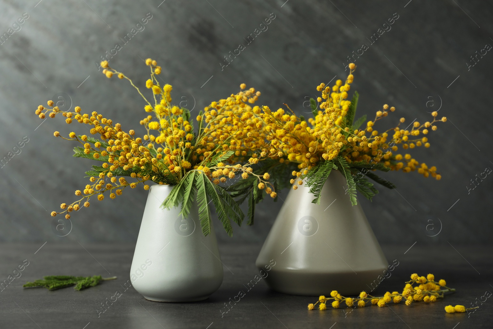 Photo of Beautiful mimosa flowers in vases on black background