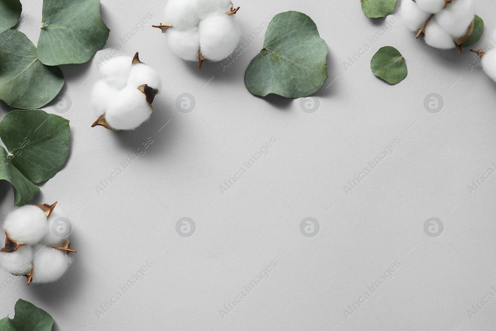 Photo of Cotton flowers and eucalyptus leaves on light grey background, flat lay. Space for text