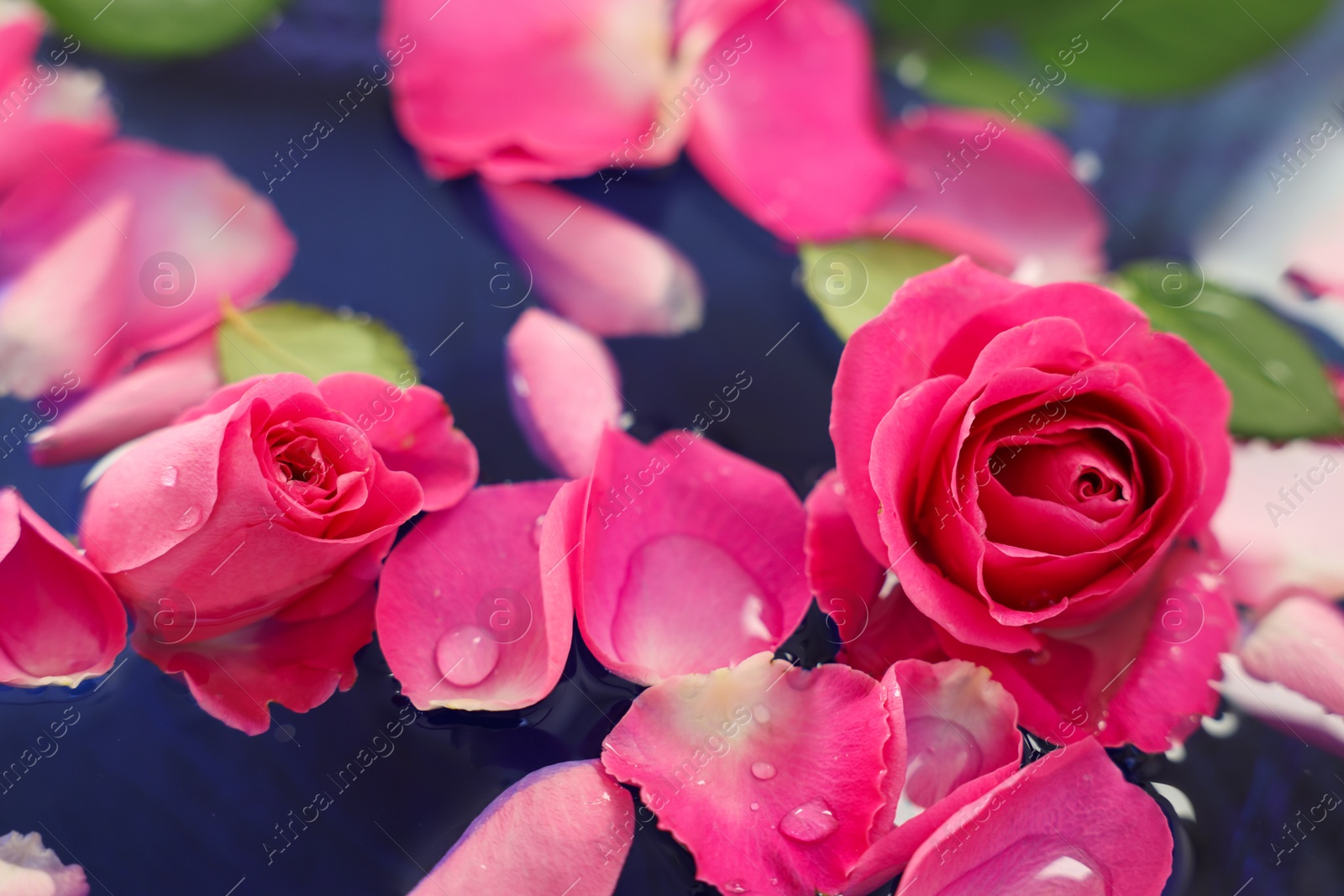 Photo of Pink roses and petals in water, closeup