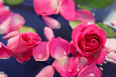 Pink roses and petals in water, closeup