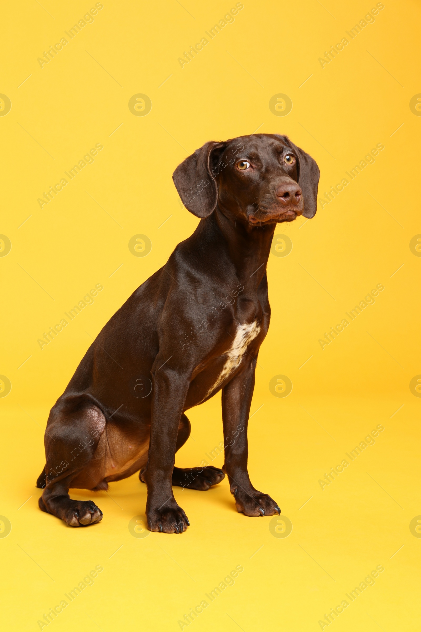 Photo of German Shorthaired Pointer dog on yellow background