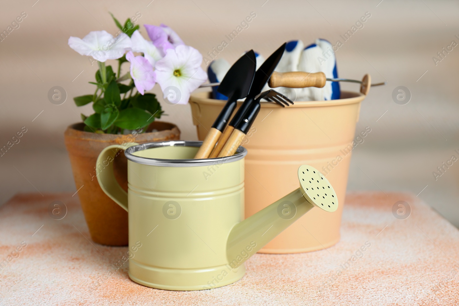 Photo of Watering can, gardening tools and beautiful plant on beige background