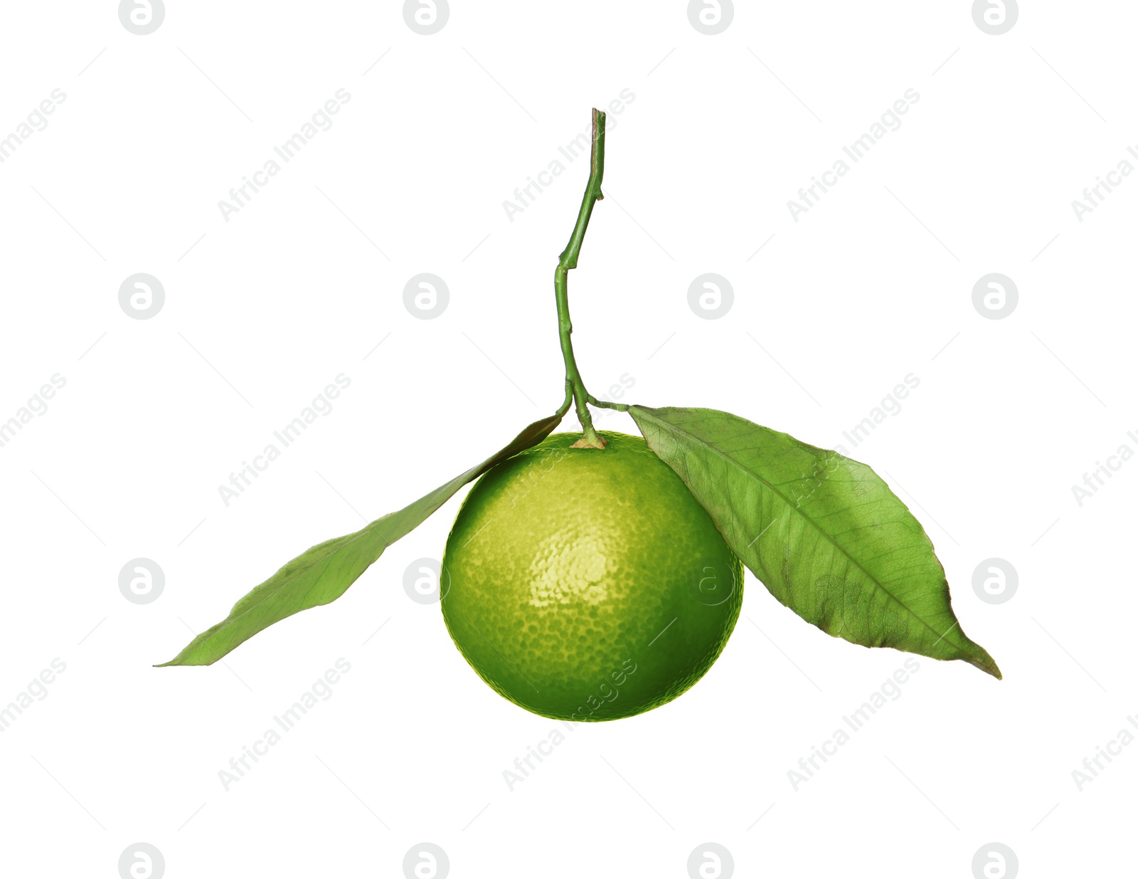 Image of Green tangerine isolated on white. Citrus fruit