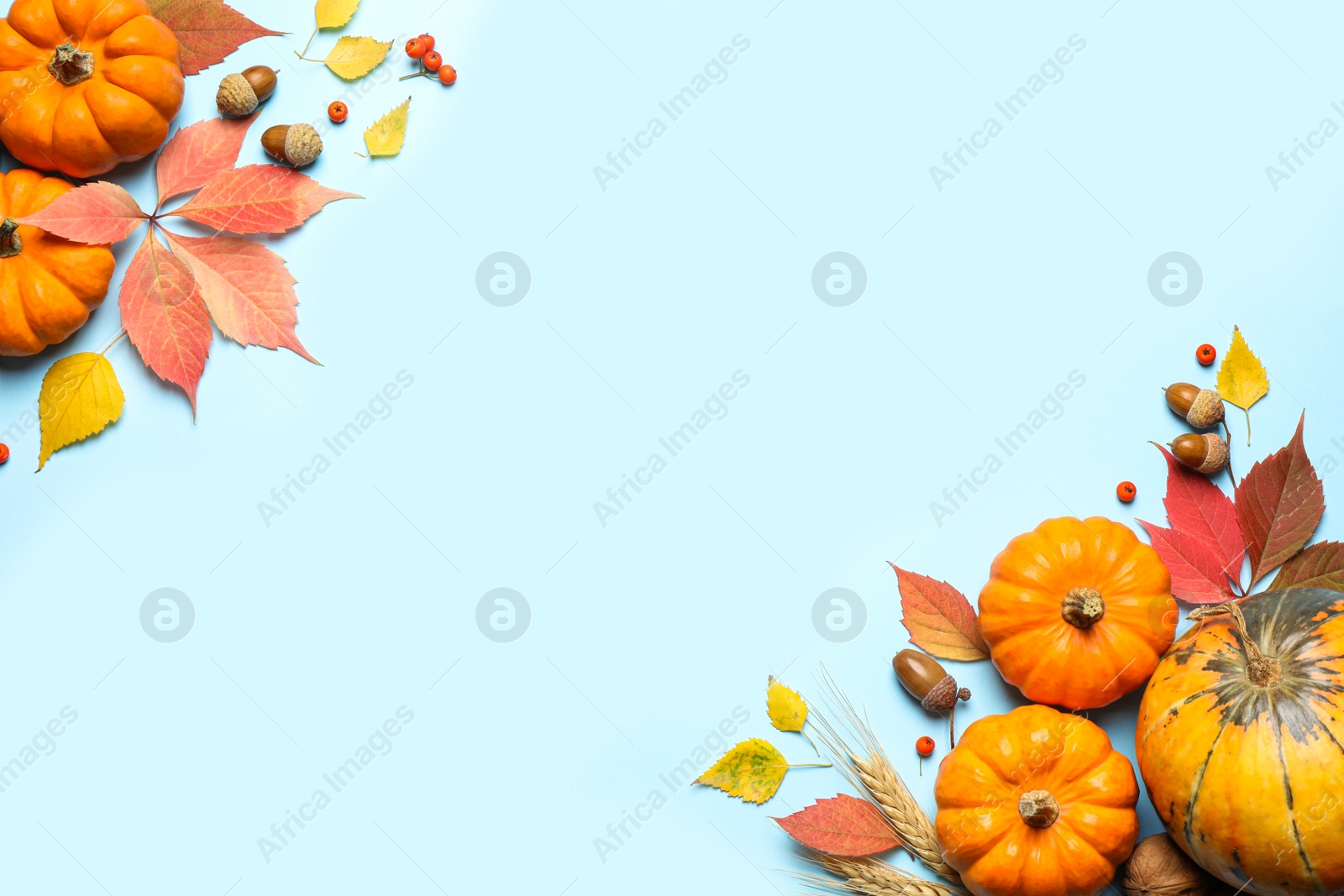 Photo of Flat lay composition with pumpkins and autumn leaves on light blue background, space for text. Thanksgiving Day