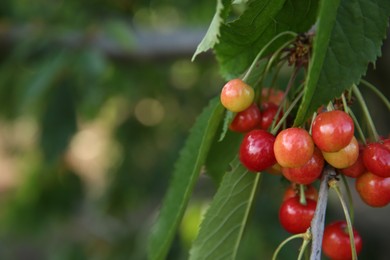 Photo of Cherry tree with green leaves and unripe berries growing outdoors, closeup. Space for text