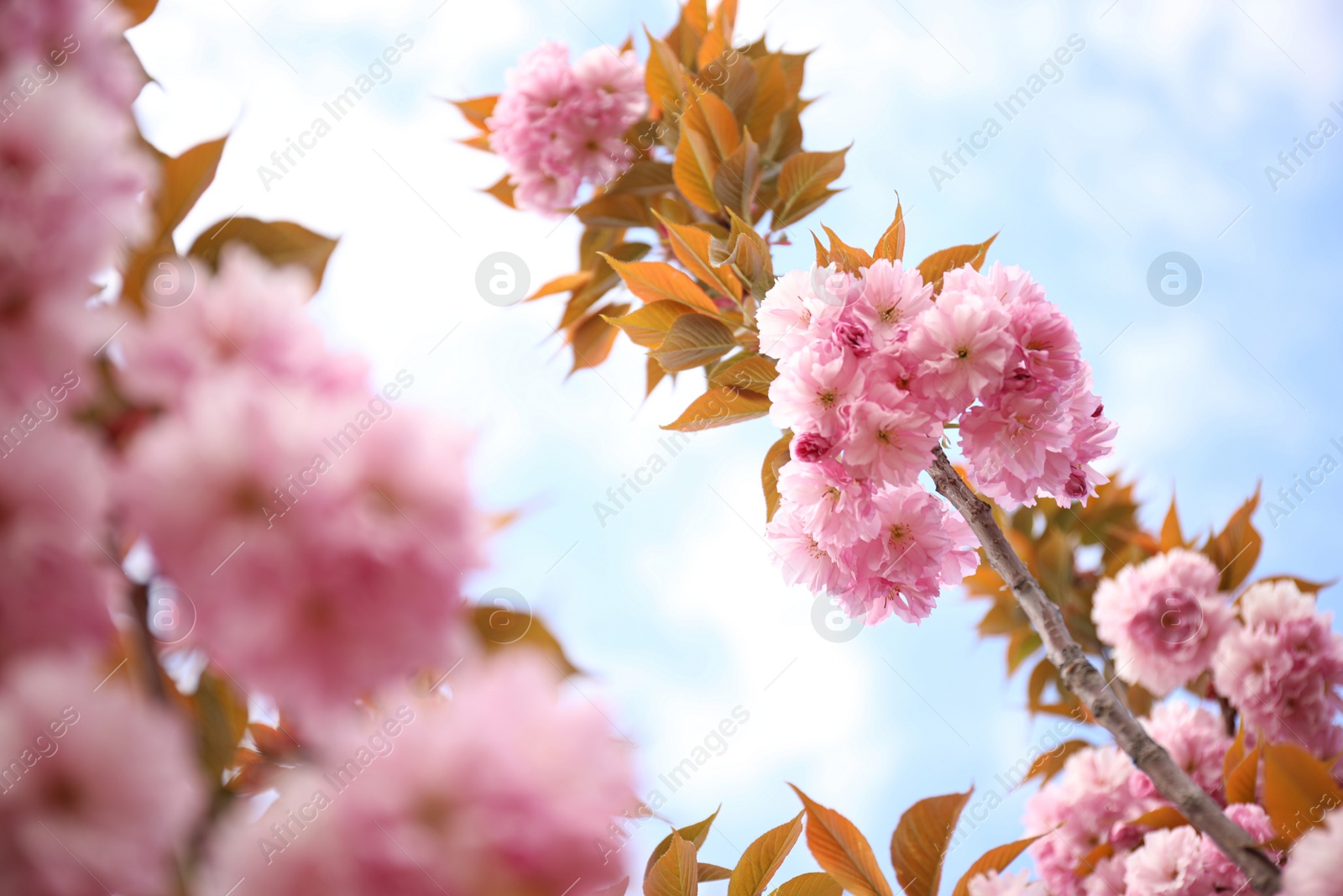 Photo of Closeup view of blossoming pink sakura tree outdoors