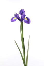 Beautiful violet iris flower isolated on white