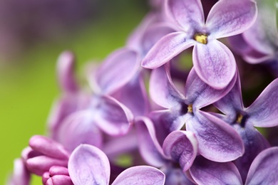 Beautiful blossoming lilac flowers on blurred background, closeup. Space for text