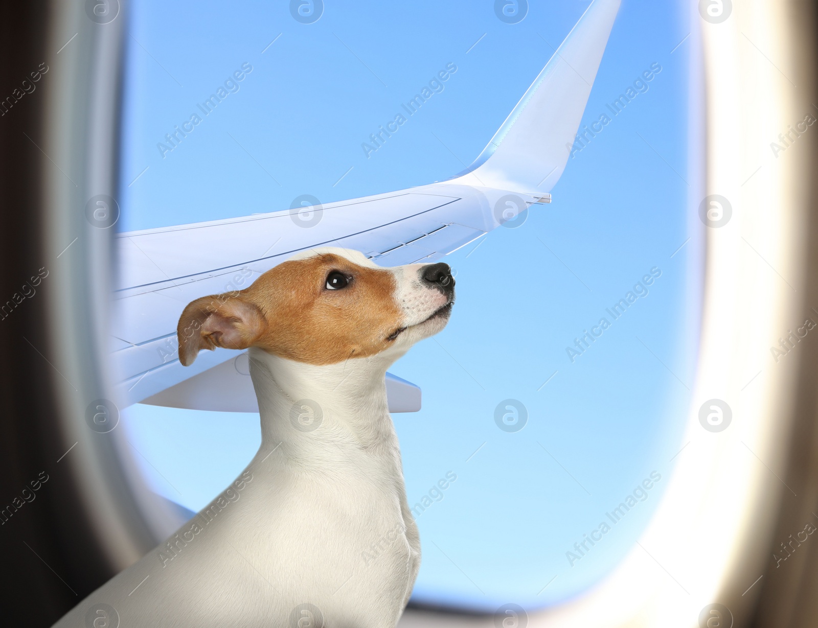 Image of Travelling with pet. Cute Jack Russel Terrier dog near window in airplane