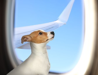 Image of Travelling with pet. Cute Jack Russel Terrier dog near window in airplane