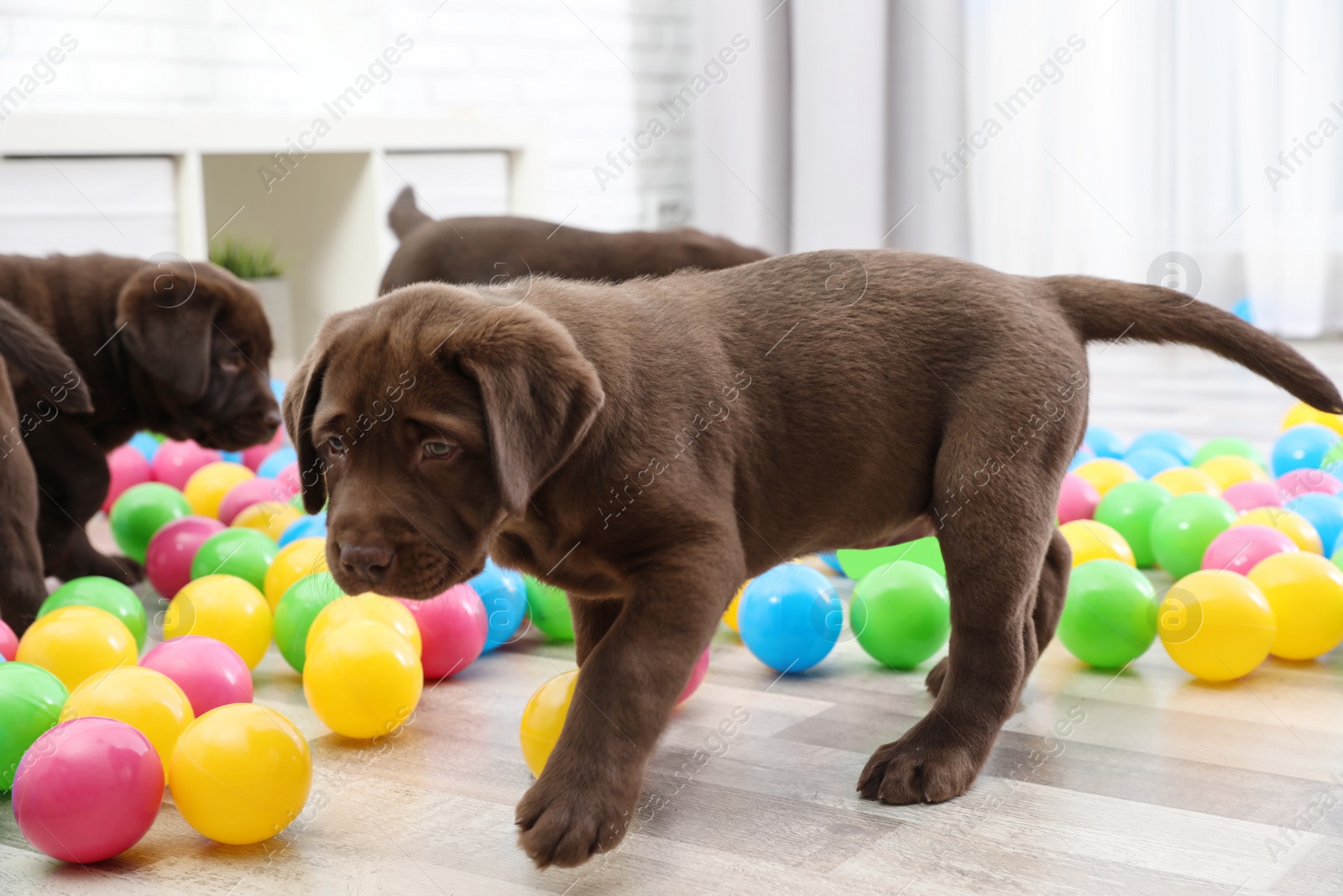 Photo of Chocolate Labrador Retriever puppies playing with colorful balls indoors