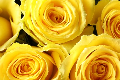 Beautiful roses with yellow petals as background, closeup