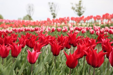 Beautiful red tulip flowers growing in field