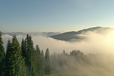 Photo of Aerial view of beautiful conifer trees in mountains covered with fog at sunrise