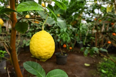 Lemon tree with ripe fruit in greenhouse, space for text