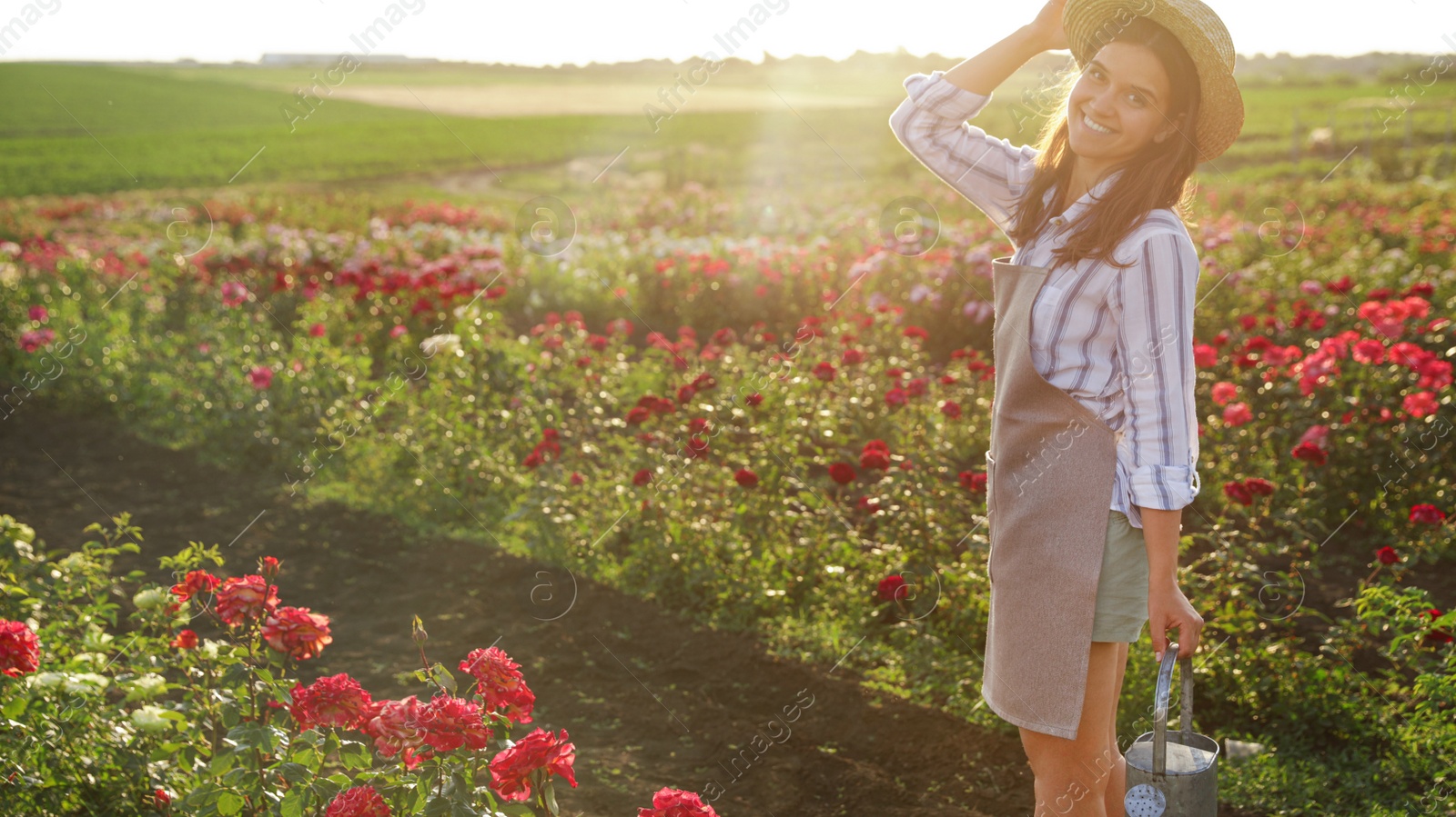 Photo of Woman with watering can near rose bushes outdoors. Gardening tool