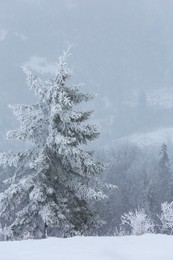 Photo of Beautiful view of coniferous tree and plants covered with snow on winter day