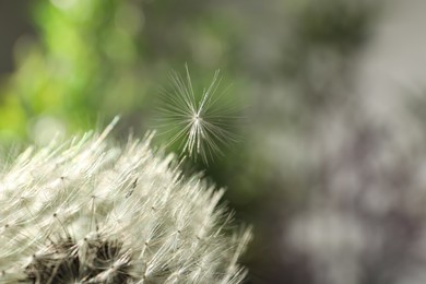 Photo of Beautiful dandelion flower on blurred green background, closeup. Space for text