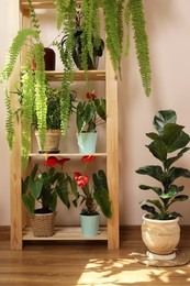 Photo of Beautiful houseplants in pots indoors. House decor