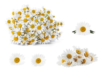 Image of Set of beautiful chamomile flowers on white background 